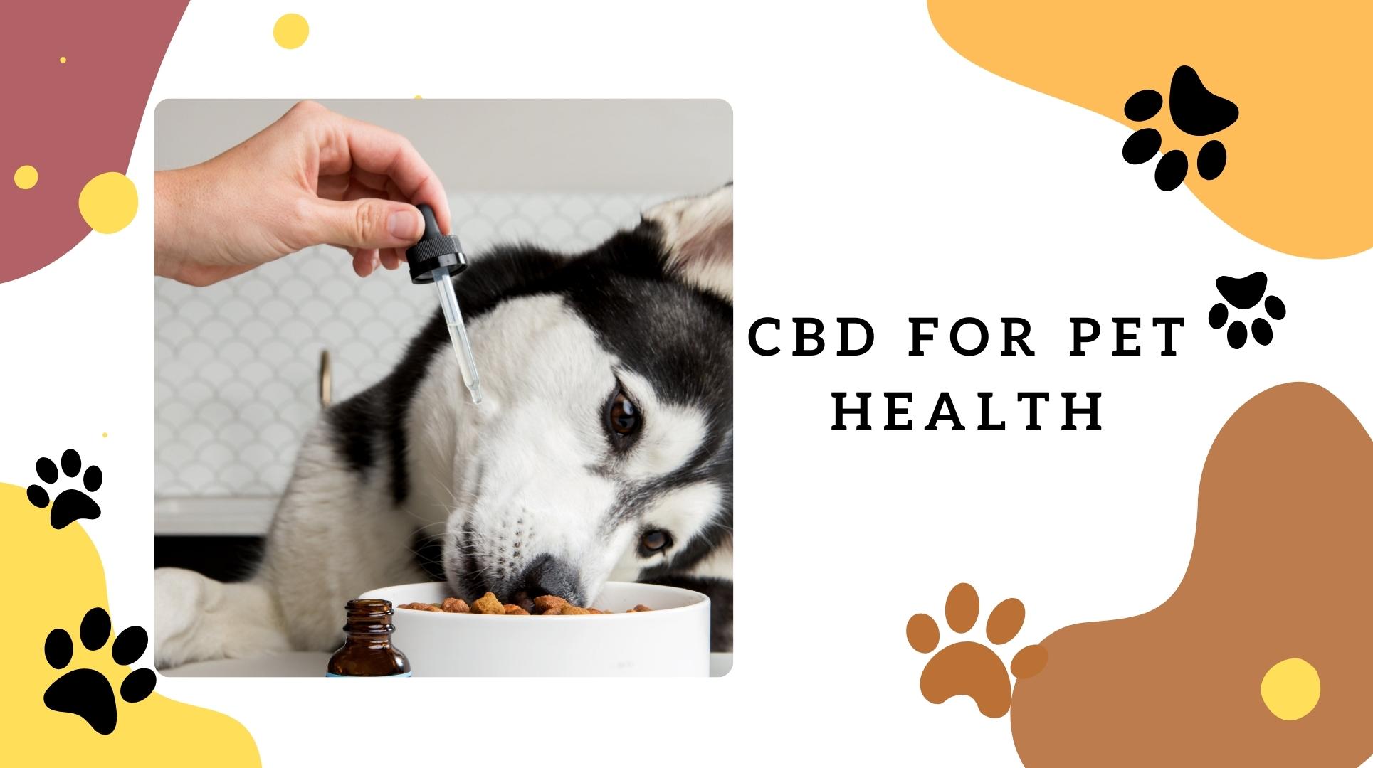 You are currently viewing How CBD is Beneficial to Pet Health